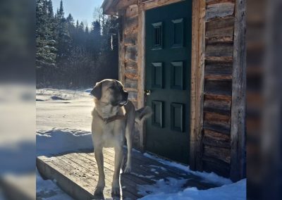 Chien à l'entrée de la cabane Le Poulailler en hiver, La Sôvageonne, Amherst QC